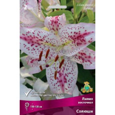 Лилия Солюшн (восточный гибрид)