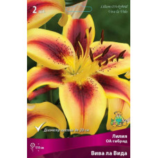 Лилия Вива ла Вида (ОА-гибрид)