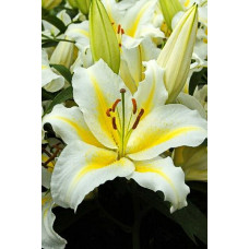 Лилия Люция (восточная горшечная)