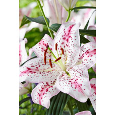 Лилия Мадлен (восточная)