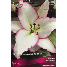 Лилия Милессимо (восточная)