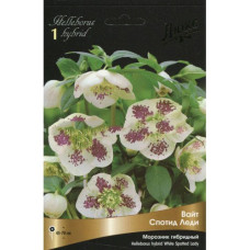 Морозник гибридный Вайт Спотид Леди 