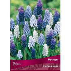 Мускари смесь видов