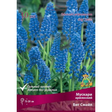 Мускари армянский Биг Смайл