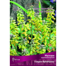 Мускари крупноплодный Голден Фрейгранс