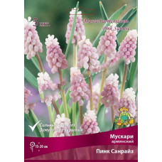 Мускари армянский Пинк Санрайз