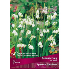 Белоцветник летний Гравети Джайант
