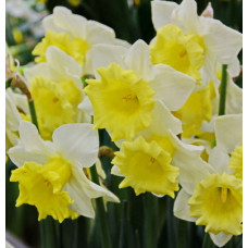 Нарцисс Корниш Кинг 