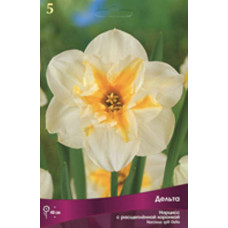 Нарцисс Дельта (с расщепленной коронкой)