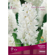 Гиацинт садовый Айлос