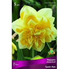 Нарцисс Грейт Лип (махровый)