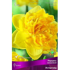 Нарцисс Истертайд (махровый)