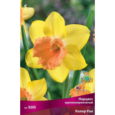 Нарцисс Колор Ран (крупнокорончатый)
