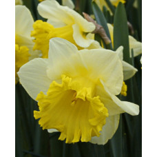 Нарцисс Лас Вегас 