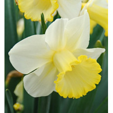 Нарцисс Ма Белль