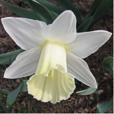 Нарцисс Маунт Худ