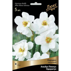 Нарцисс Альбус Пленус Одоратус (махровый)