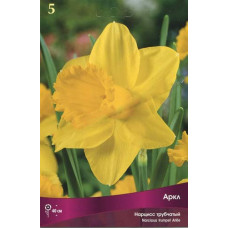 Нарцисс Аркл (трубчатый)