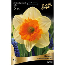 Нарцисс Булли (крупнокорончатый)