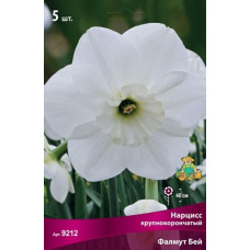 Нарцисс Фалмут Бей (крупнокорончатый)