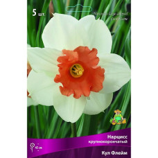 Нарцисс Кул Флейм (крупнокорончатый)
