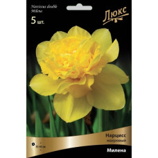 Нарцисс Милена (махровый)