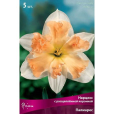Нарцисс Палмарес (с расщепленной коронкой)