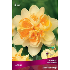 Нарцисс Пич Кобблер (махровый)