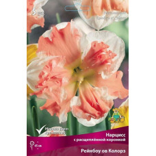 Нарцисс Рейнбоу ов Колорз (с расщепленной коронкой)