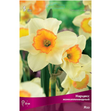 Нарцисс Язз (жонкилиевидный)
