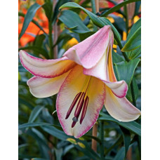 Лилия Бейджинг Мун (ОТ-гибрид)