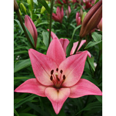 Лилия Бейонсе (ЛА-гибрид)