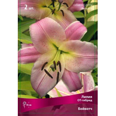Лилия Бейвотч (ОТ-гибрид)