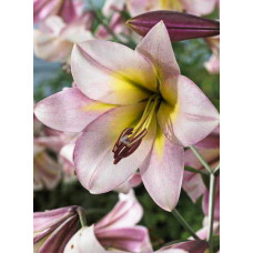 Лилия Истерн Мун (ОТ-гибрид)