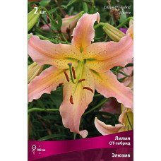 Лилия Элюзив (ОТ-гибрид)