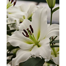 Лилия Форевер