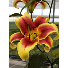 Лилия Флавия (ОТ-гибрид)