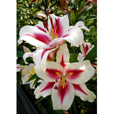 Лилия Гаучо (ОТ-гибрид)