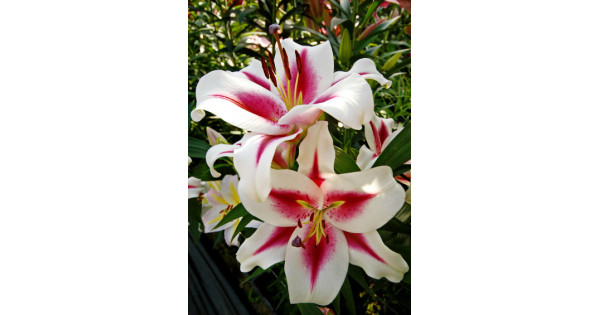 Лилия Гаучо (ОТ-гибрид)