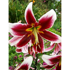 Лилия Джудит Саффинья (ОТ-гибрид)