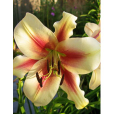 Лилия Лавон (ОТ-гибрид)