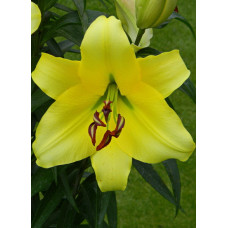 Лилия Лесото