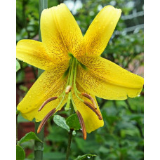 Лилия Голд Класс (ОТ-гибрид)