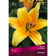 Лилия Авокадо (ОТ-гибрид)