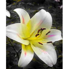 Лилия Ормея