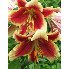 Лилия Софи (ОТ-гибрид)