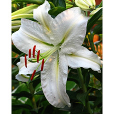 Лилия Вилла Бланка 