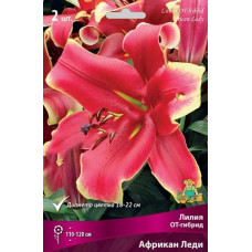 Лилия Африкан Леди (ОТ-гибрид)