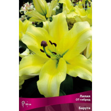 Лилия ОТ-Гибрид Барута