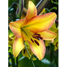 Лилия Райзинг Мун (ОТ-гибрид)